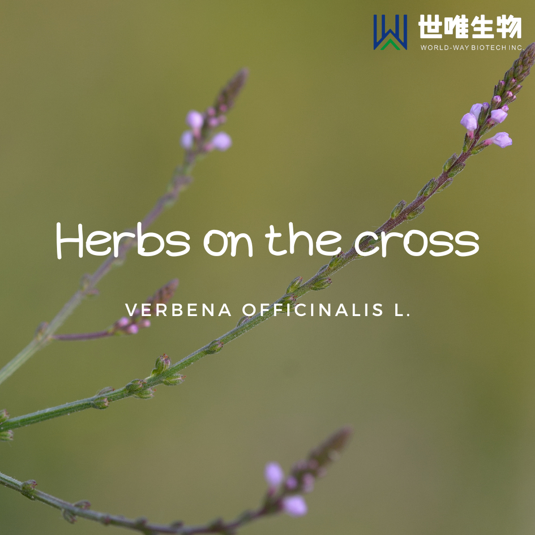 Herbs on the cross——Verbena officinalis L.