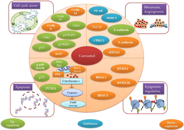 姜黄素抗癌活性的分子靶点和作用机制的图示