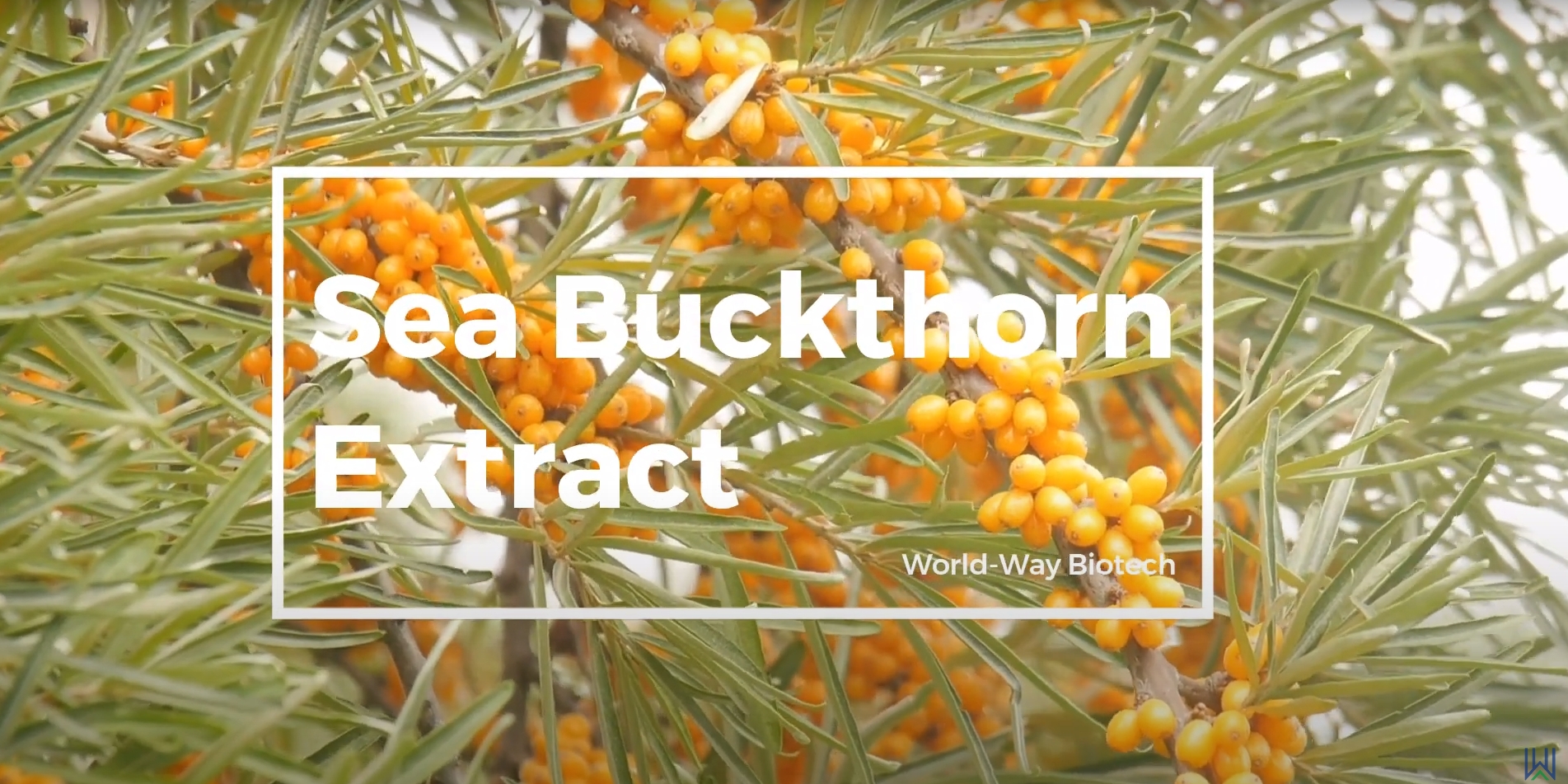 cover sea buckthorn.png