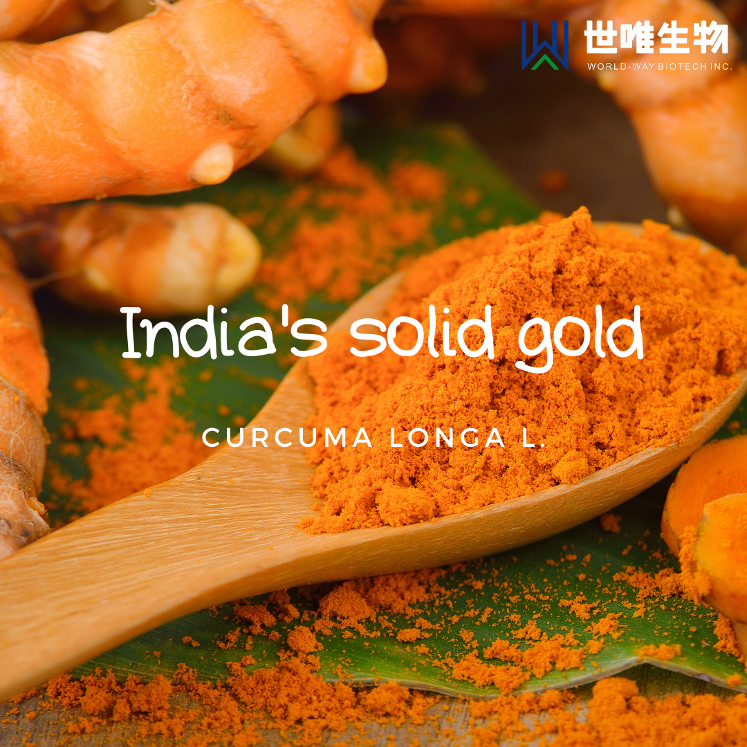  India's Solid Gold——Curcuma Longa L.