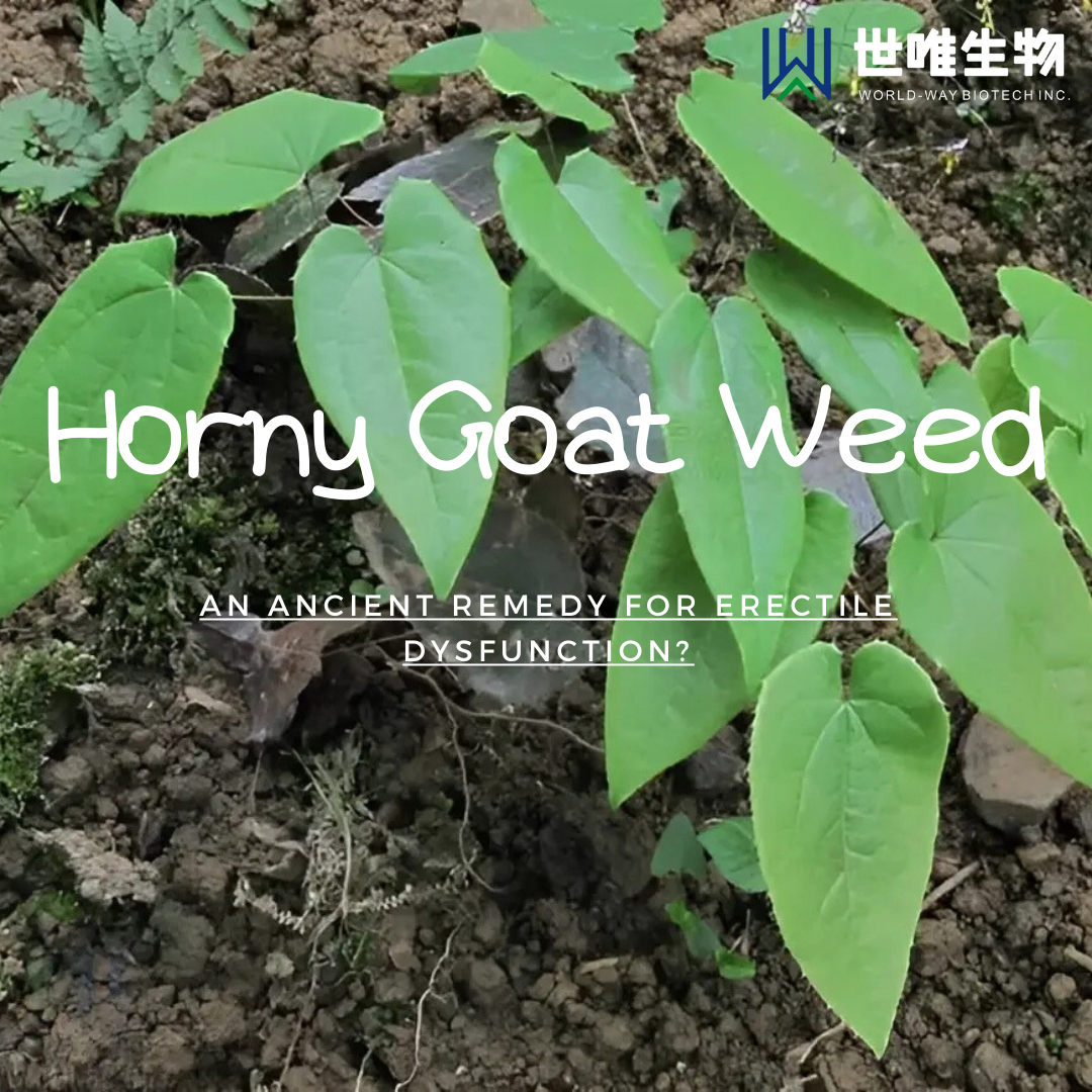 Horny Goat Weed: An Ancient Remedy for Erectile Dysfunction?