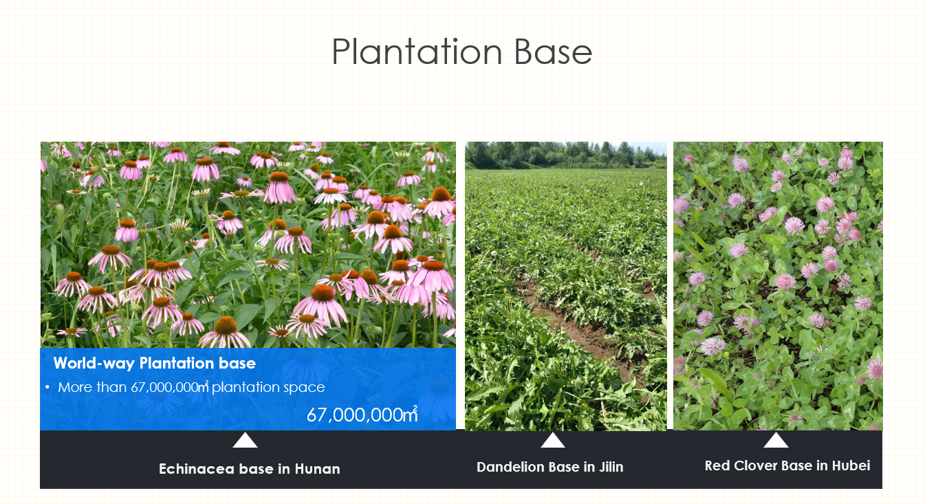 Plantation base