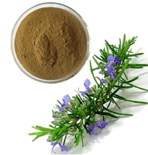 The application of rosemary in the field of cosmetics