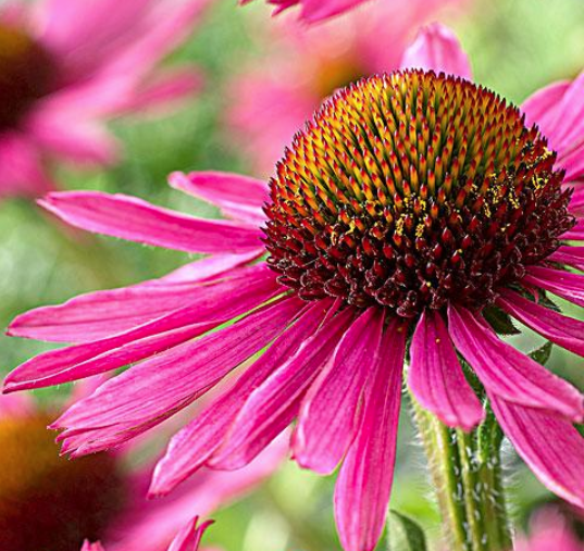 The Rapid Growth of Echinacea Extract in Domestic Consumption.