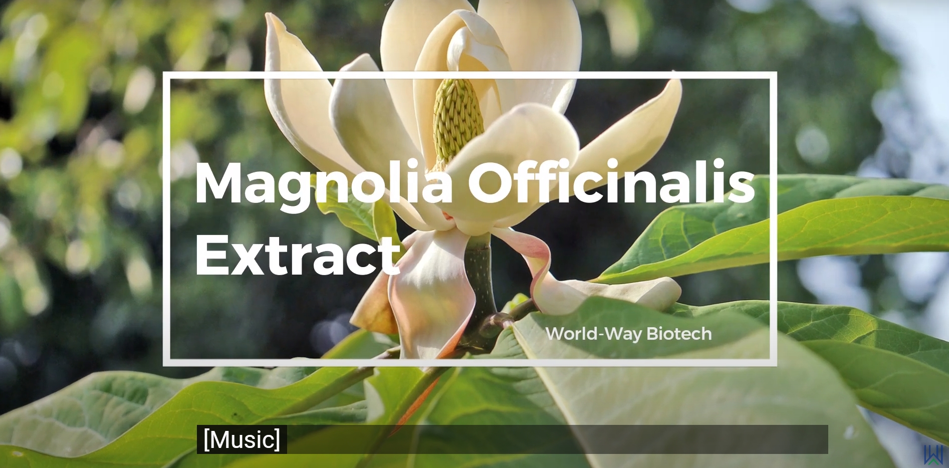 cover magnolia.png