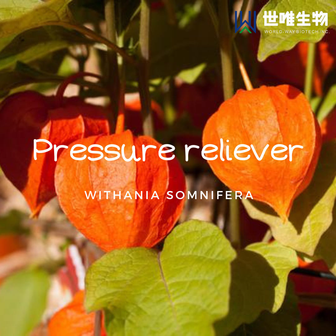 Pressure reliever——Withania somnifera