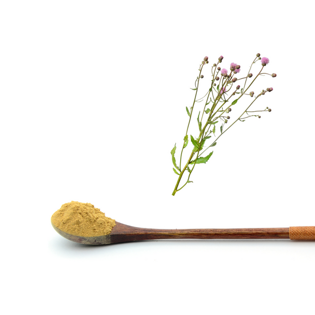 Thistle Extract