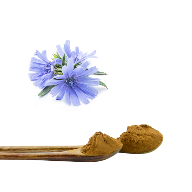 Chicory Extract