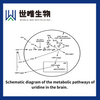 Uridine
