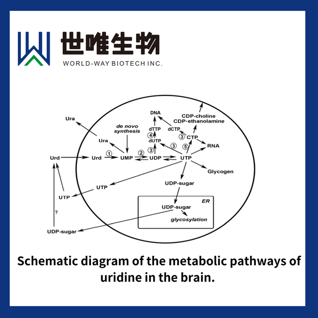 Uridine