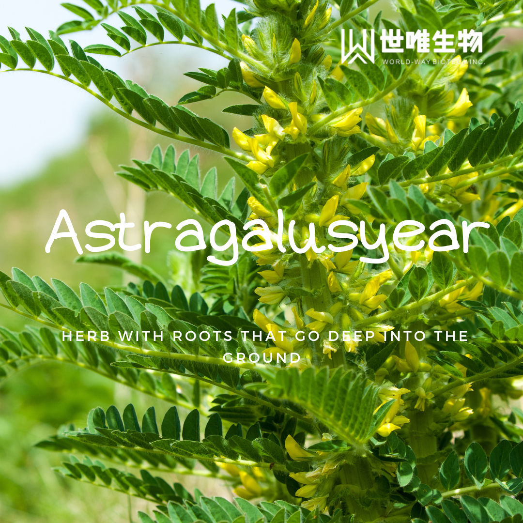 Astragalus - Herb with Roots That Go Deep into The Ground