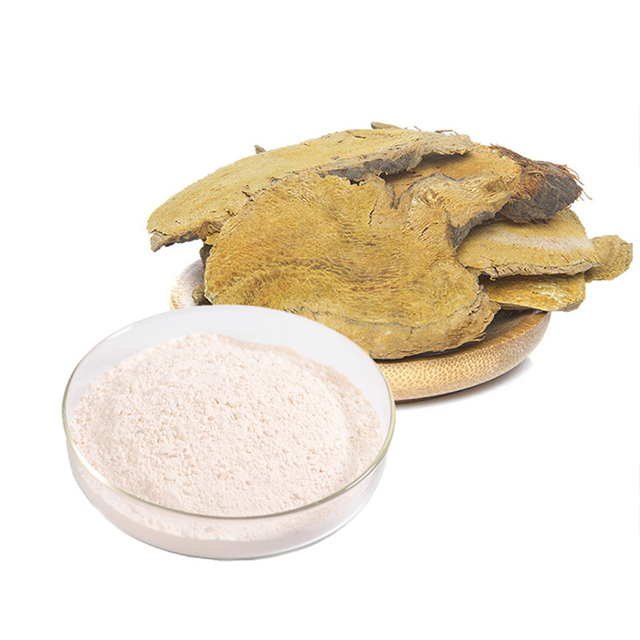 Giant Knotweed Extract