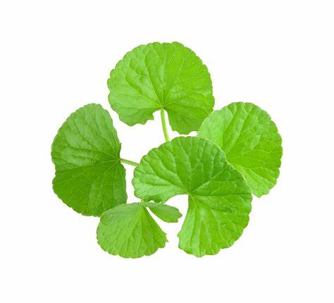 Efficacy and application of Centella extract in cosmetics