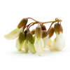 Sophora Japonica Extract
