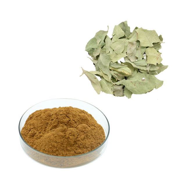 Bluish Dogbane Leaf Extract