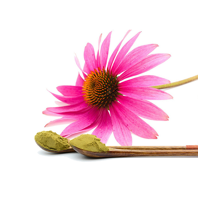 Echinacea Purpurea Extract