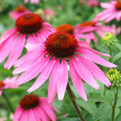 Echinacea: a wonderful plant to enhance your beauty