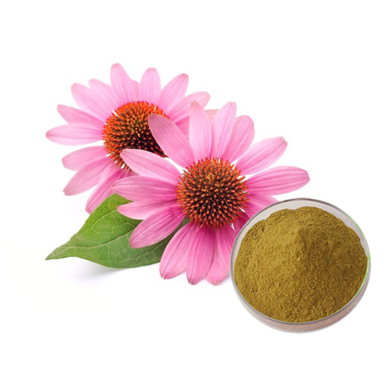 Echinacea Purpurea Extract Buy Echinacea Purpurea Extract Product on