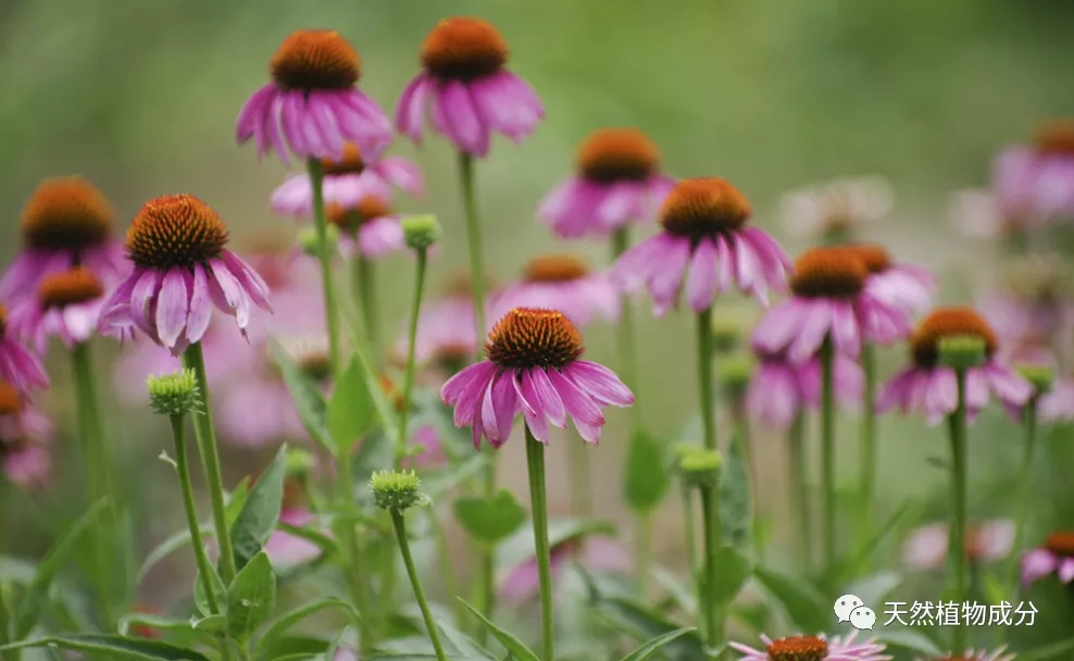Echinacea Purpurea Extract Production Function and Application