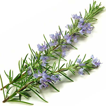 Application examples of rosemary