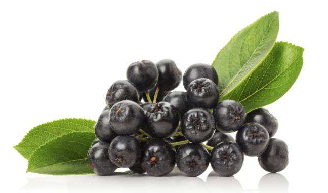 Wild cherry berries' function and cautions