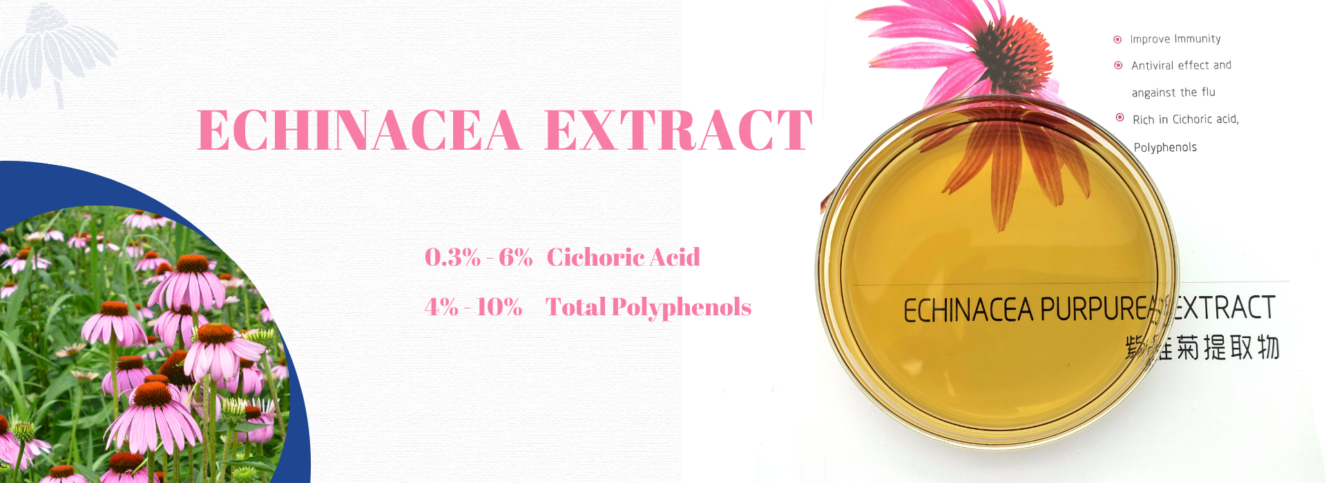 echinacea extract