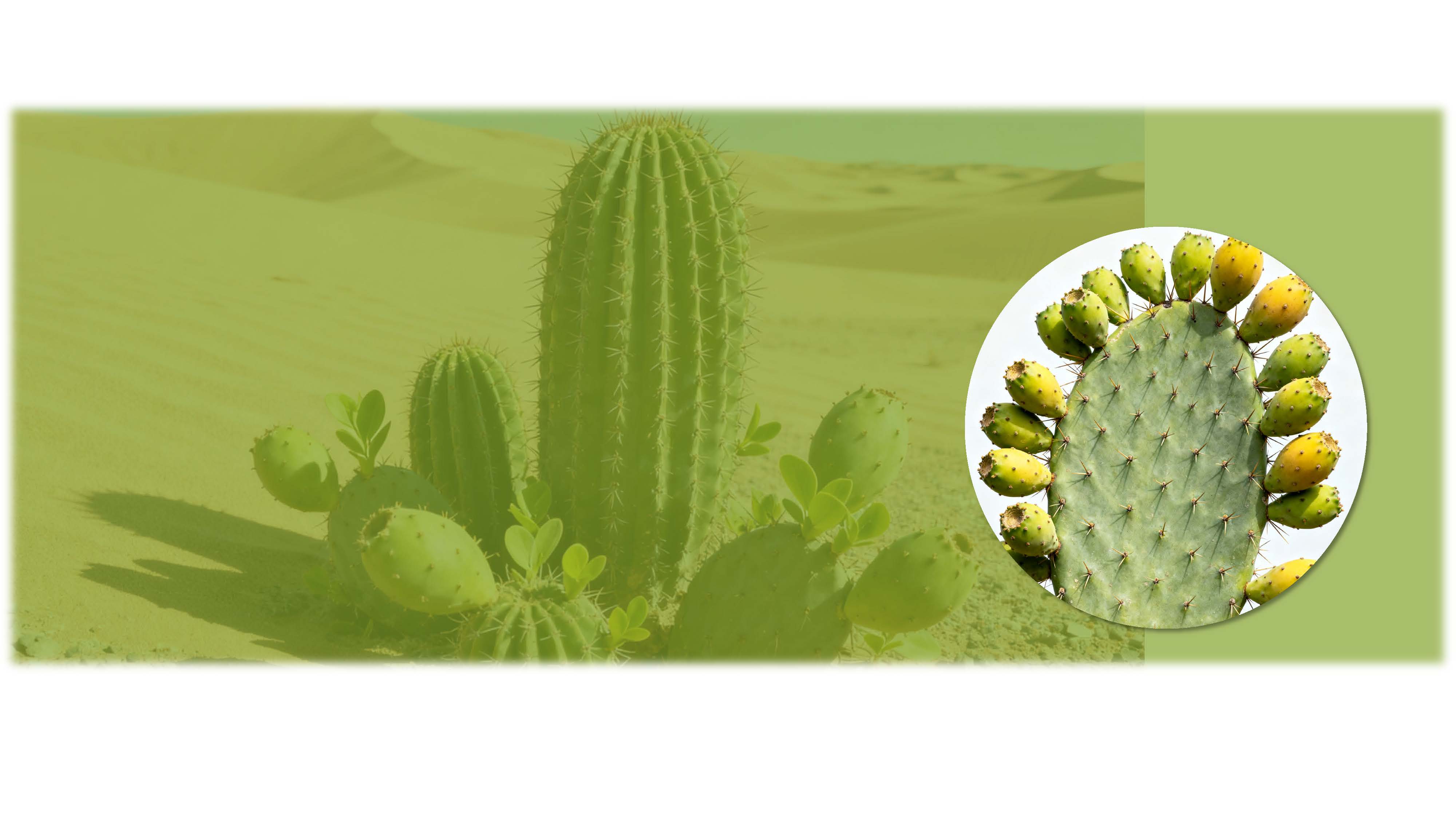  <h1><strong>Prickly pear</strong></h1> 