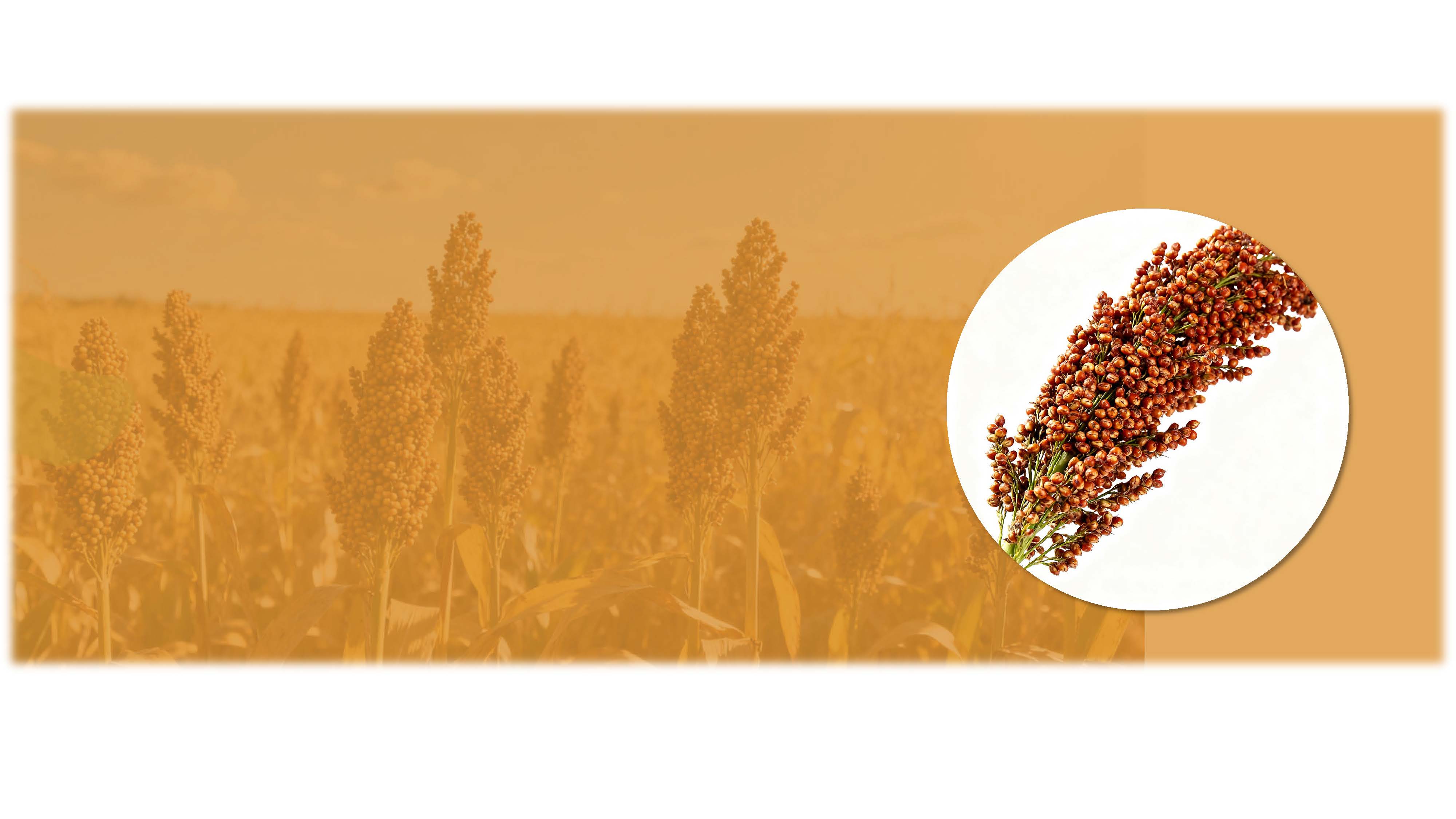 <h1><span style="font-size:30px;"><span style="font-family:Geneva;"><strong>Sorghum</strong></span></span></h1> <link href="https://fonts.googleapis.com/css?family=" rel="stylesheet" type="text/css">