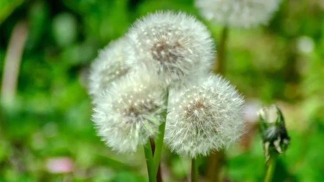 Dandelion and it’s medical applications 