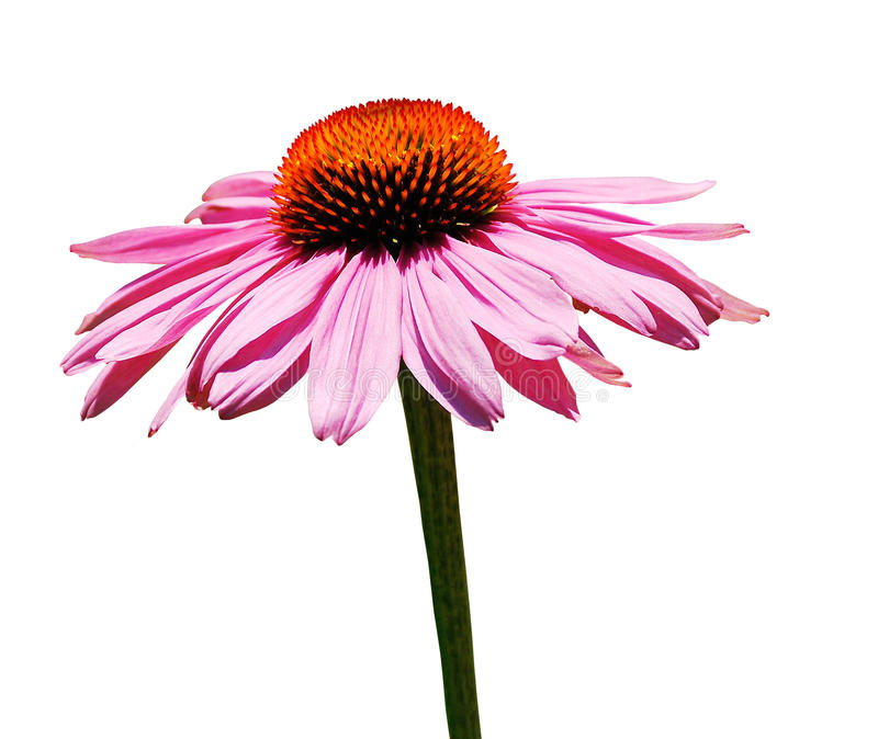 Echinacea Extract—Pandemic continues "Immunity" upgrade　