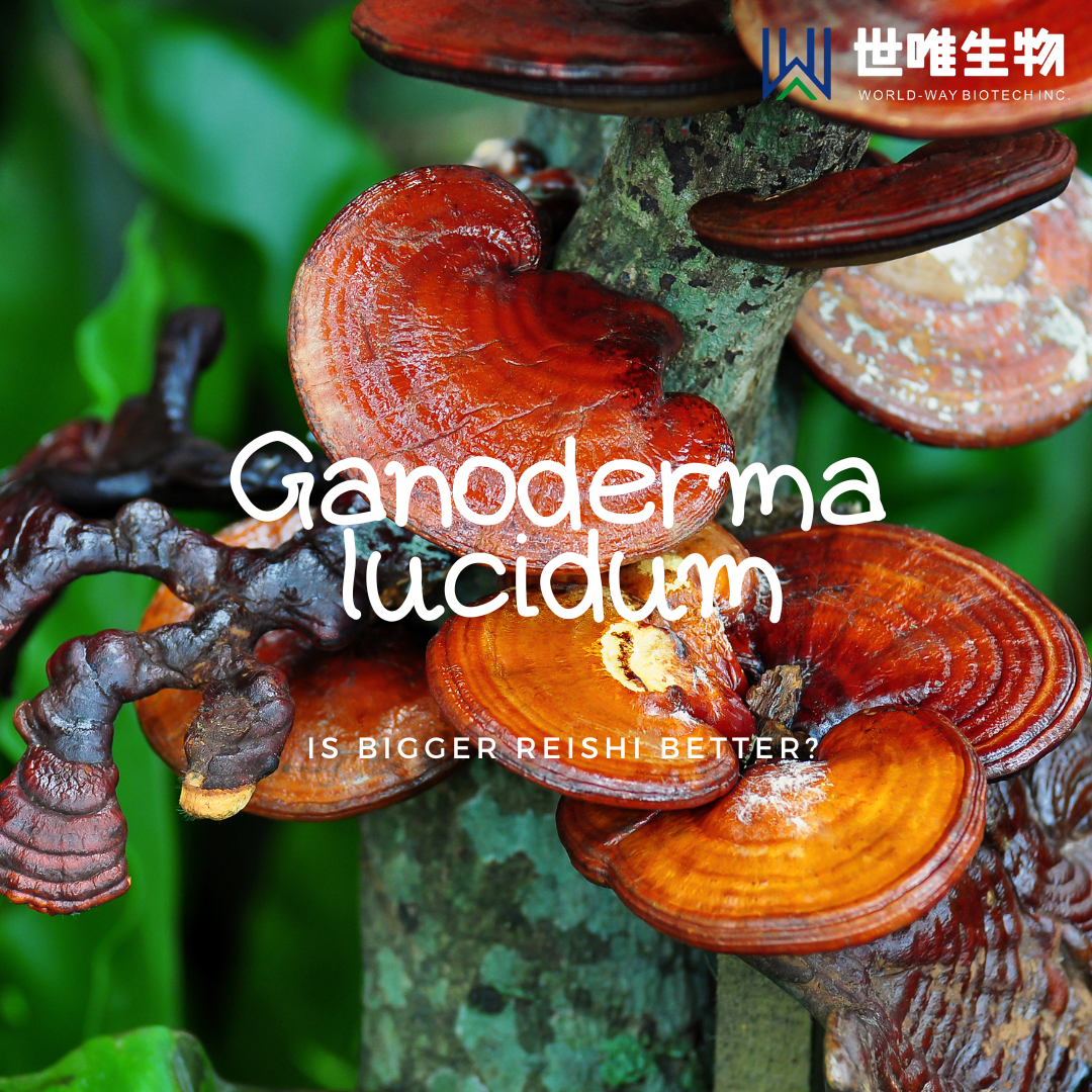The most complete knowledge of Ganoderma lucidum ever