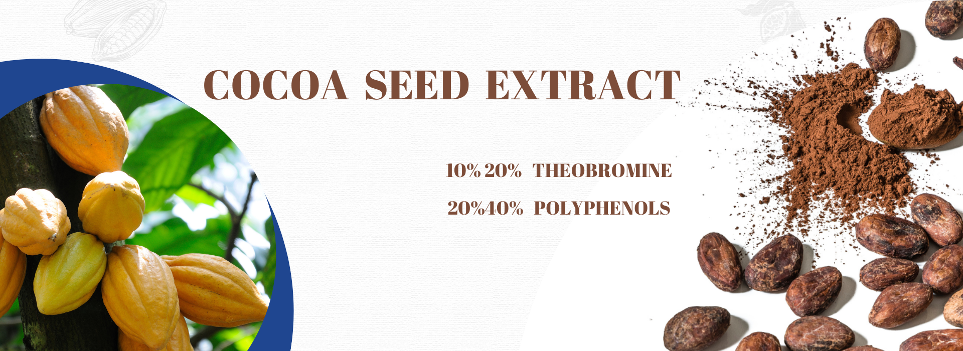 Cocoa seed extract